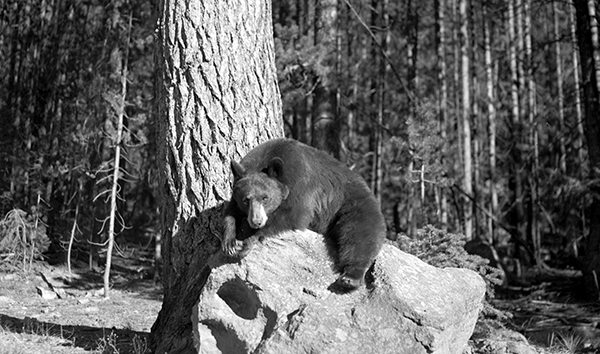 Black Bear, Yellowstone National Park, Wyoming