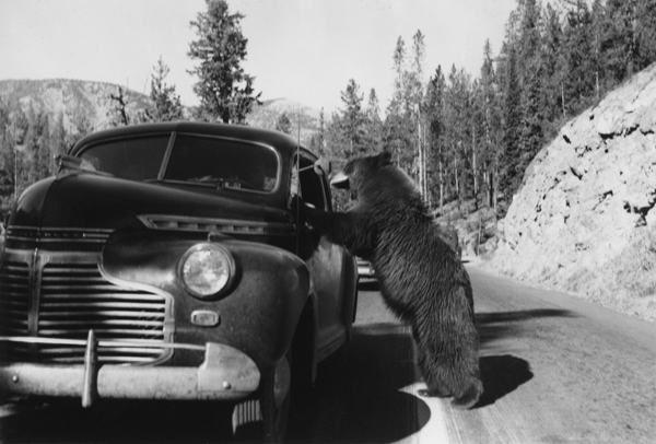 Black Bear Begging for Food, Yellowstone National Park, Wyoming