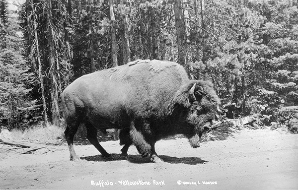 Large Bison on Snowy Field, Yellowstone National Park, Wyoming