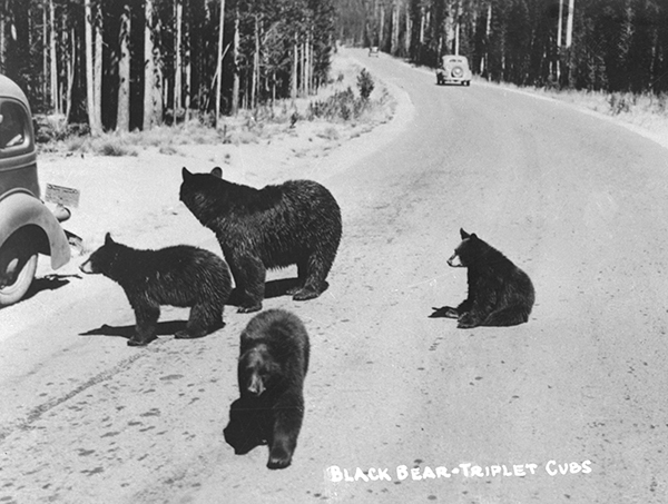 Black Bear with Three Cubs, Yellowstone National Park, Wyoming