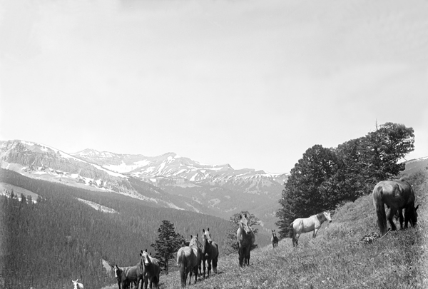 Horses and Spanish Peaks, Madison Range, Bozeman, Montana
