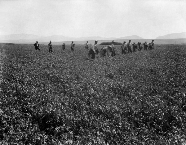 Picking Peas in the Gallatin Valley, East of Bozeman, Montana