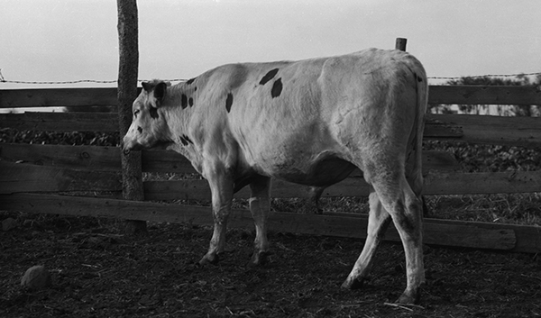 Charolais Cow Standing Near Fence, Unknown Location