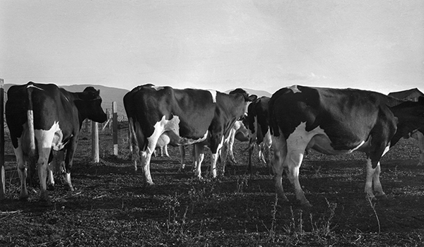 Holstein Cows in Pasture, Unknown Location