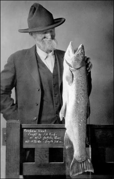 Rainbow Trout Caught by J.A. Reid on the West Gallatin River, Montana