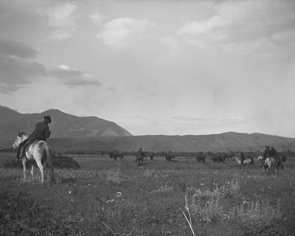 Cowboys Herding Bison, Bozeman, Montana
