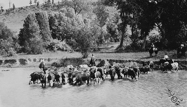 Six Riders on Horses Herding Cattle Across a River, Unknown Location