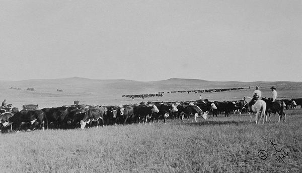 Riders on Horses Herding Cattle Through Fields, Unknown Location
