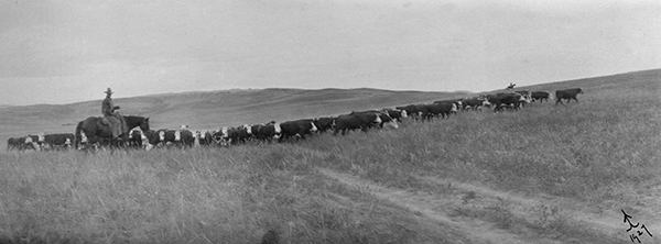 Riders on Horses Herding Cattle Through Fields, Unknown Location