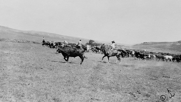 Riders on Horses Herding Cattle Through Fields, Unknown Location