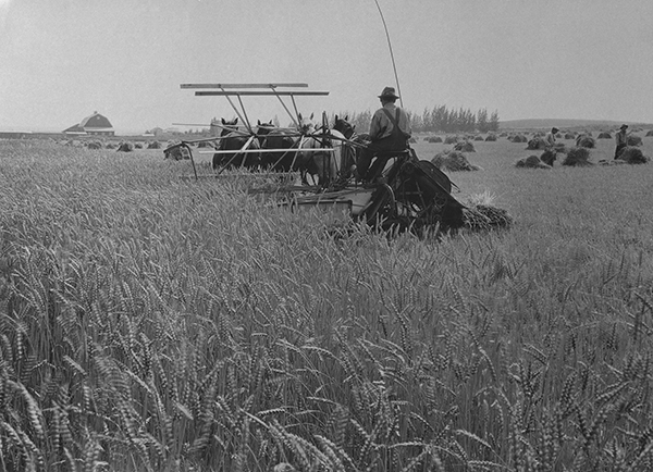 Farmer Working on a Threshing Machine on a Farm Near Bozeman, Montana