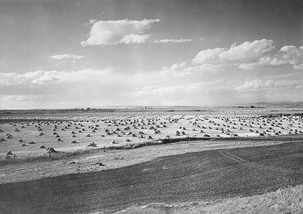 Acres of Sheaves in a  Gallatin Valley Wheat Field, Bozeman, Montana