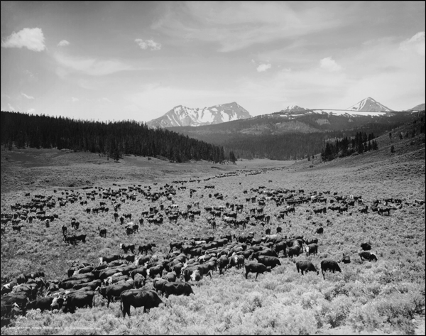 Cattle Herd on the Nine Quarter Circle Dude Ranch, Gallatin Canyon, Montana