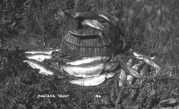 Trout Filled Creel, Unknown Location, Montana