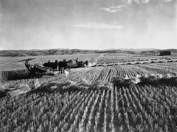 Harvesting Gallatin Valley Wheat, Gallatin Valley, Montana