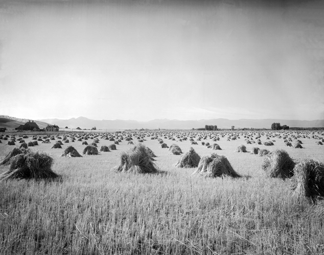 Shocked Wheat Fields Near Spring Hill, Montana