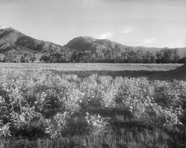Meadow of Arrow Leaf Balsamroot, Near Bozeman, Montana