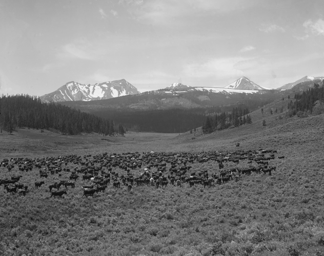 Cattle Herd on the Nine Quarter Circle Ranch, Gallatin Canyon, Madison Range, Montana