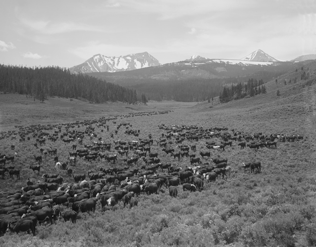 Cattle Herd on the Nine Quarter Circle Dude Ranch, Gallatin Canyon, Montana