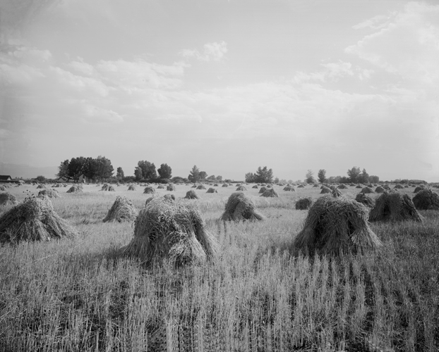 Wheat Bundles in Gallatin Valley Fields, Bozeman, Montana