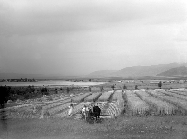 Cutting Grain, Experiment Station, Bozeman, Montana