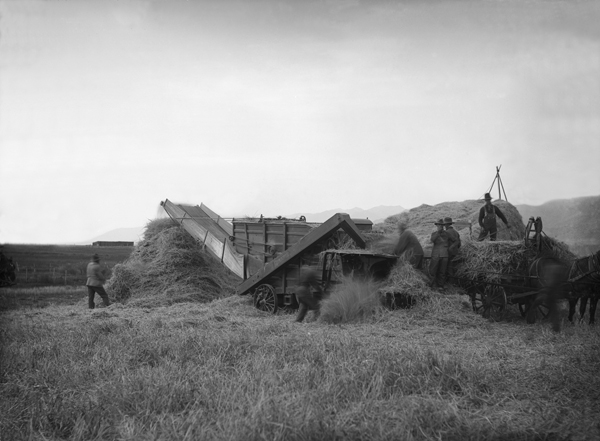 Threshing Wheat on Lester Ruffners Ranch, Gallatin Valley, Montana