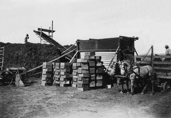 "Pea Stripping," Pea Harvest, Gallatin Valley, Montana