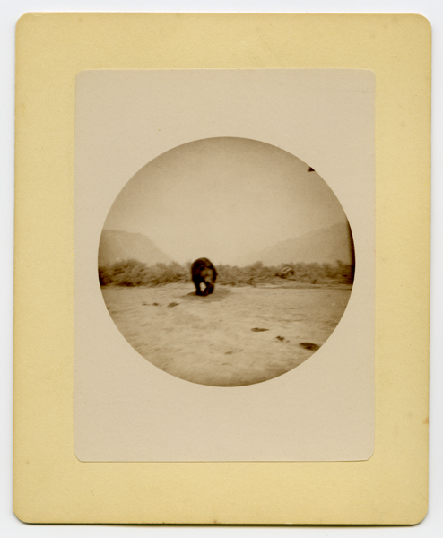 Yellowstone Park Bear, Yellowstone National Park, Wyoming Territory