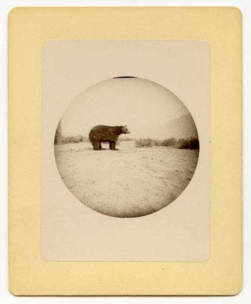 Bear in Yellowstone National Park, Wyoming Territory