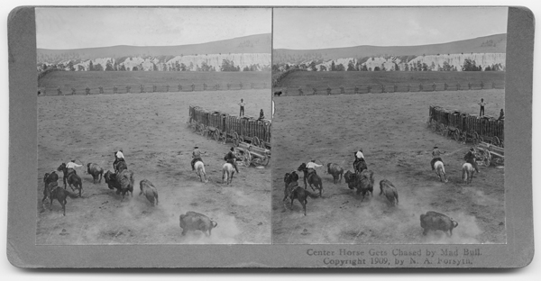 Men on Horses Herding Bison, Ravalli, Montana