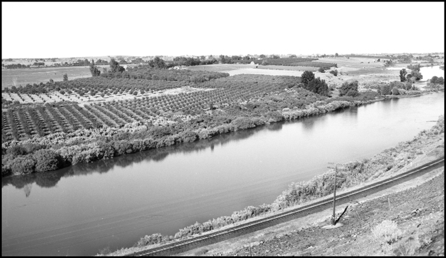 The NP right of way and fruit orchards along the Yakima River near Prosser, WA.