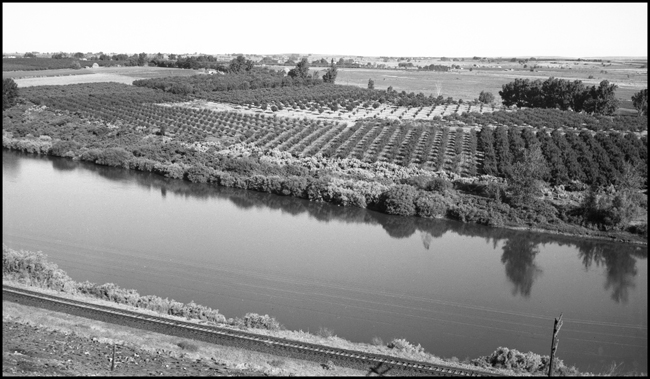 The NP right of way and fruit orchards along the Yakima River near Prosser, WA.