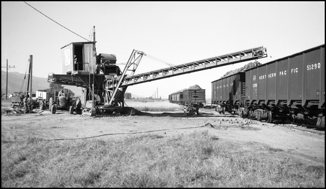 NP hopper 51290 being loaded with sugar beets at a field near Corvallis, MT.