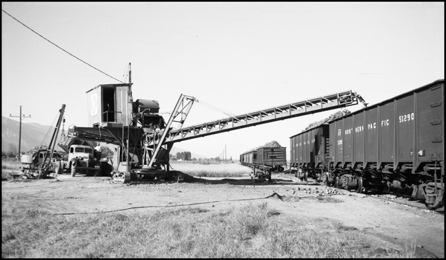 NP hopper 51290 being loaded with sugar beets at a field near Corvallis, MT.