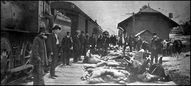 NP 684, Class C-1 on park train at Gardiner with several hunters on depot platform with the elk they have taken on their successful hunting trip.