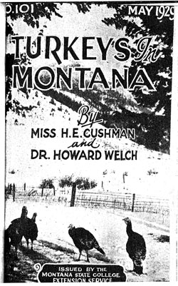 Turkeys in Montana