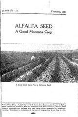 Alfalfa Seed: A Good Montana Crop