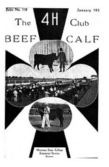 4-H Club Beef Calf