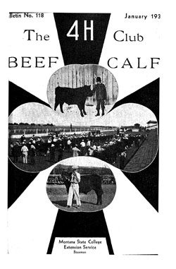 4-H Club Beef Calf