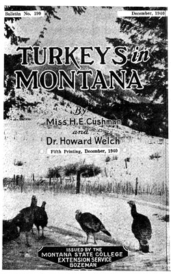 Turkeys in Montana