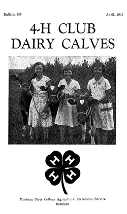4-H Club Dairy Calves