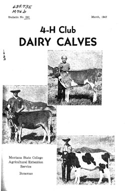 4-H Club Dairy Calves
