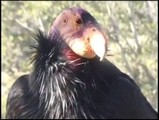 Return of the Condor