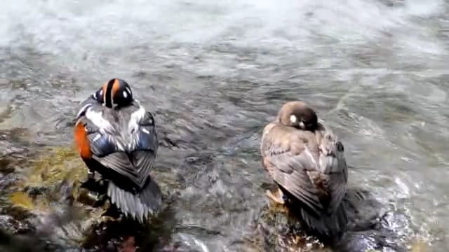Lords & Ladies: The Harlequin Ducks of Glacier National Park