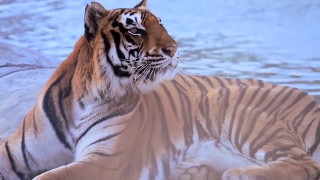 The Legend of the Texas Tiger