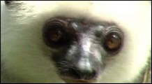 Angels of the Forest: Silky Sifika Lemurs of Madagascar (title not in film)