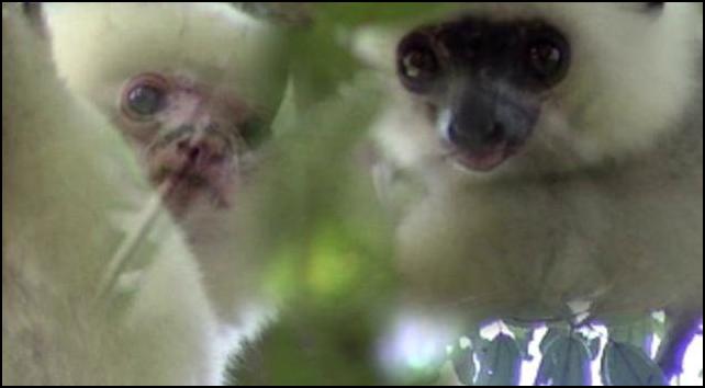 Angels of the Forest: Silky Sifika Lemurs of Madagascar (title not in film)(alternate edit)
