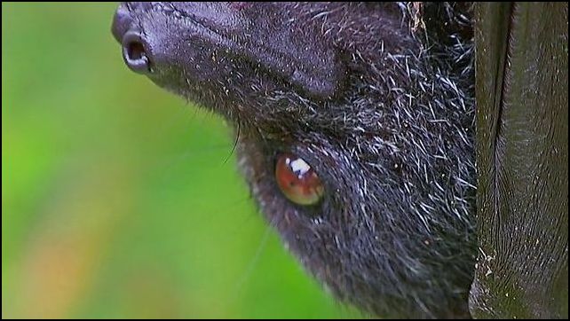 Fanihi: A Cultural Digest