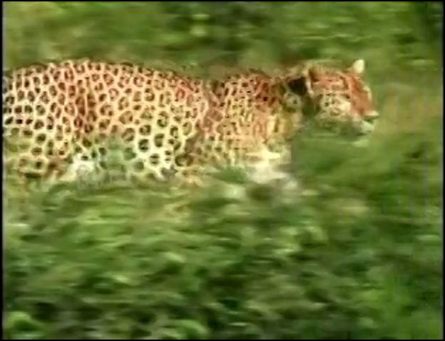 Indian Leopards: The Killing Fields