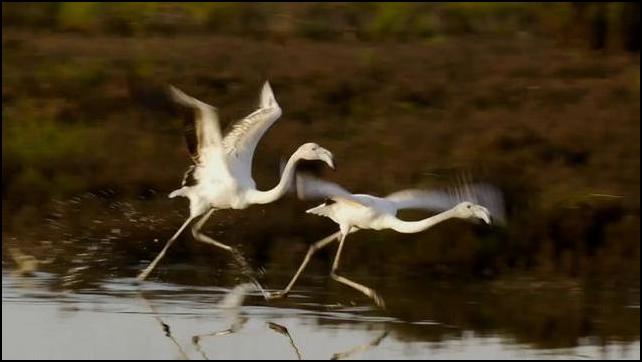 Salma: A Wingless Nomad